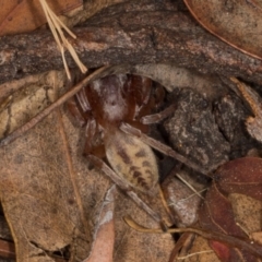 Clubiona sp. (genus) (Unidentified Stout Sac Spider) at Higgins, ACT - 8 May 2024 by AlisonMilton
