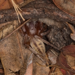 Clubiona sp. (genus) at Higgins, ACT - 8 May 2024