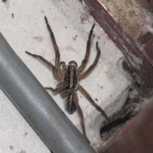 Unidentified Spider (Araneae) at Currowan, NSW by UserCqoIFqhZ