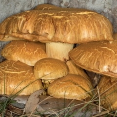 Gymnopilus junonius at Scullin, ACT - 8 May 2024