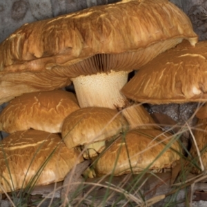 Gymnopilus junonius at Scullin, ACT - 8 May 2024