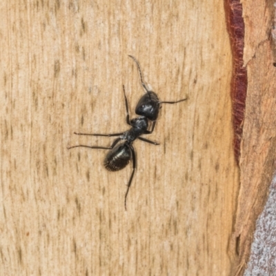 Camponotus aeneopilosus (A Golden-tailed sugar ant) at Higgins, ACT - 8 May 2024 by AlisonMilton