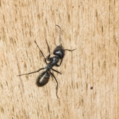 Camponotus aeneopilosus at Higgins, ACT - 8 May 2024