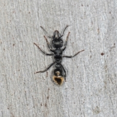Myrmecia piliventris (Golden tail bull ant) at Higgins, ACT - 8 May 2024 by AlisonMilton