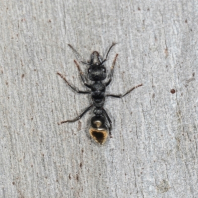 Myrmecia sp. (genus) (Bull ant or Jack Jumper) at Higgins, ACT - 8 May 2024 by AlisonMilton
