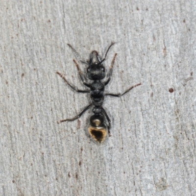 Myrmecia piliventris (Golden tail bull ant) at Higgins, ACT - 8 May 2024 by AlisonMilton