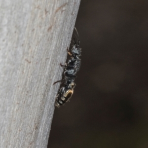 Myrmecia piliventris at Higgins, ACT - 8 May 2024 11:09 AM