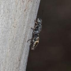Myrmecia sp. (genus) at Higgins, ACT - 8 May 2024