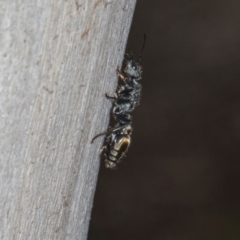 Myrmecia piliventris at Higgins, ACT - 8 May 2024 11:09 AM