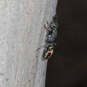 Myrmecia piliventris at Higgins, ACT - 8 May 2024 11:09 AM