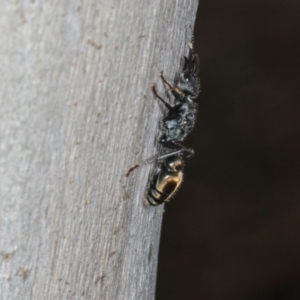 Myrmecia sp. (genus) at Higgins, ACT - 8 May 2024