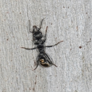 Myrmecia piliventris at Higgins, ACT - 8 May 2024 11:09 AM