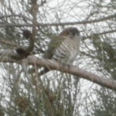 Chrysococcyx lucidus (Shining Bronze-Cuckoo) at WendyM's farm at Freshwater Ck. - 12 Sep 2021 by WendyEM