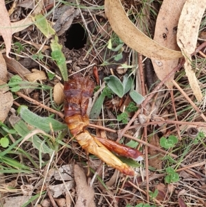 Hepialidae (family) IMMATURES at Magpie Hill Park, Lyneham - 28 Apr 2024