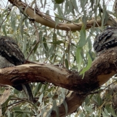 Podargus strigoides (Tawny Frogmouth) at Lyneham, ACT - 16 May 2024 by MPhillips