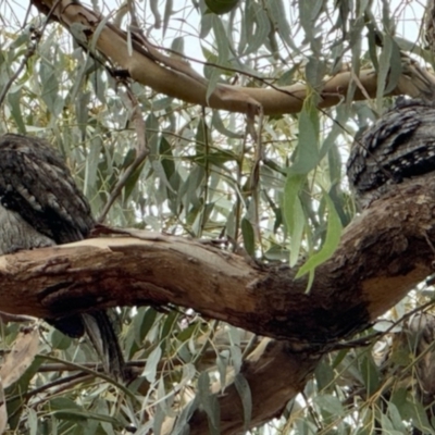 Podargus strigoides (Tawny Frogmouth) at Magpie Hill Park, Lyneham - 16 May 2024 by MPhillips