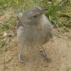 Colluricincla harmonica (Grey Shrikethrush) at WendyM's farm at Freshwater Ck. - 22 Sep 2021 by WendyEM