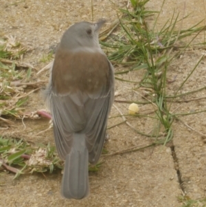 Colluricincla harmonica at WendyM's farm at Freshwater Ck. - 22 Sep 2021 02:28 PM