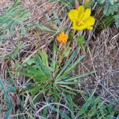 Oenothera stricta subsp. stricta at Isaacs, ACT - 16 May 2024 by Mike