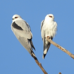 Elanus axillaris (Black-shouldered Kite) at Lions Youth Haven - Westwood Farm A.C.T. - 15 May 2024 by HelenCross
