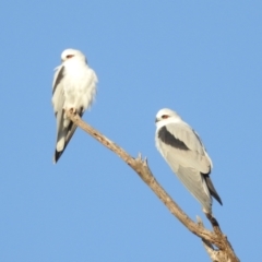 Elanus axillaris at Lions Youth Haven - Westwood Farm A.C.T. - 16 May 2024