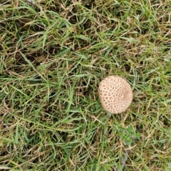 Unidentified Cap on a stem; gills below cap [mushrooms or mushroom-like] at Jacka, ACT - 16 May 2024 by Jiggy