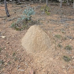 Nasutitermes exitiosus (Snouted termite, Gluegun termite) at Jacka, ACT - 16 May 2024 by Jiggy