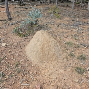 Nasutitermes exitiosus (Snouted termite, Gluegun termite) at Jacka, ACT by Jiggy