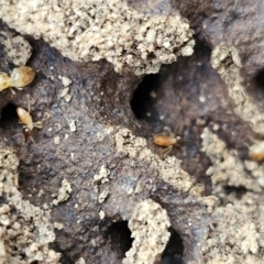 Nasutitermes exitiosus at Jacka, ACT - 16 May 2024