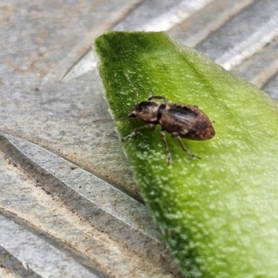 Unidentified Weevil (Curculionoidea) at Jacka, ACT - 16 May 2024 by Jiggy