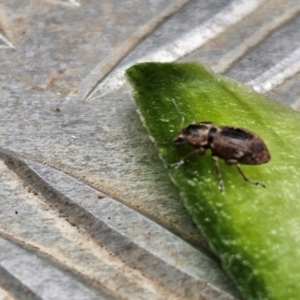 Naupactus cervinus at Jacka, ACT - 16 May 2024 01:23 PM