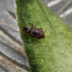 Naupactus cervinus at Jacka, ACT - 16 May 2024 01:23 PM