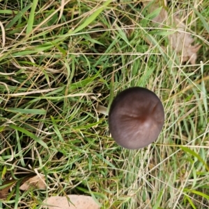 Oudemansiella gigaspora group at Jacka, ACT - 16 May 2024 10:53 AM