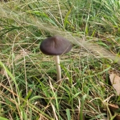 Oudemansiella gigaspora group at Jacka, ACT - 16 May 2024 10:53 AM