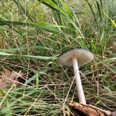 Oudemansiella gigaspora group at Jacka, ACT - 16 May 2024 10:53 AM