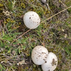 Oudemansiella gigaspora group at Jacka, ACT - 16 May 2024 10:53 AM