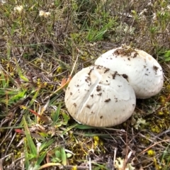 Oudemansiella gigaspora group at Jacka, ACT - 16 May 2024 10:53 AM