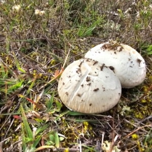 Oudemansiella gigaspora group at Jacka, ACT - 16 May 2024 10:53 AM
