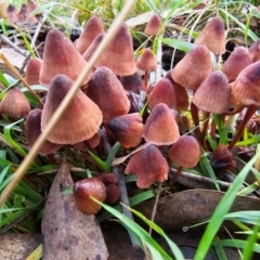 Unidentified Fungus at Jacka, ACT - 16 May 2024 by Jiggy