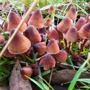 Mycena kuurkacea at Jacka, ACT - 16 May 2024