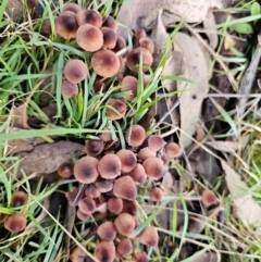 Mycena kuurkacea at Jacka, ACT - 16 May 2024