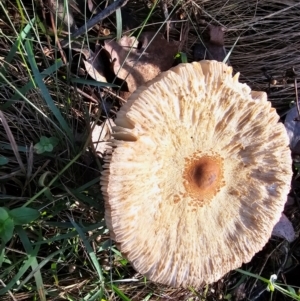 Macrolepiota clelandii at Jacka, ACT - 16 May 2024 12:35 PM