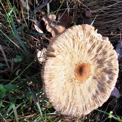 Unidentified Fungus at Jacka, ACT - 16 May 2024 by Jiggy