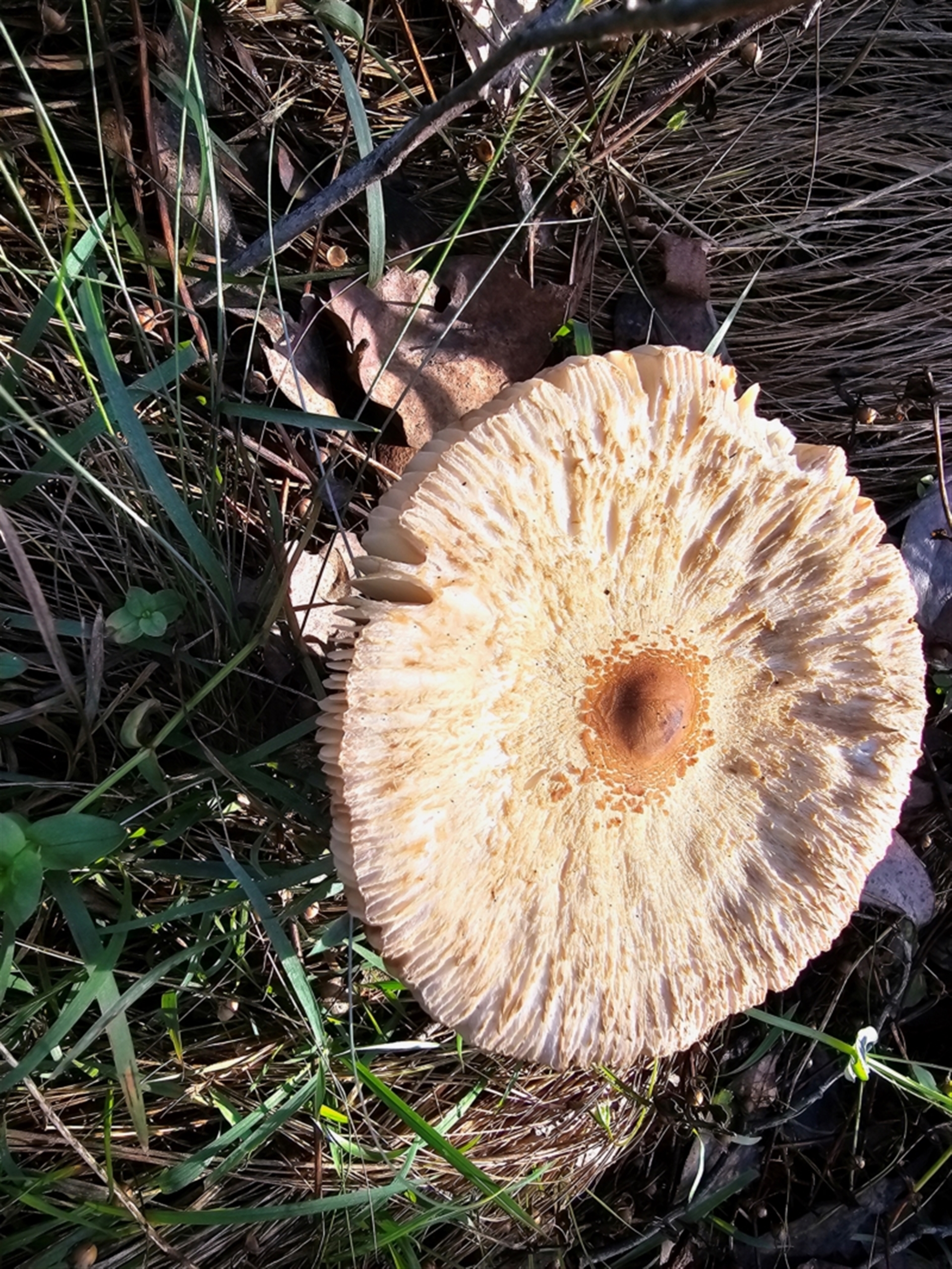 Macrolepiota clelandii at Jacka, ACT - 16 May 2024 12:35 PM