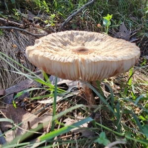 Macrolepiota clelandii at Jacka, ACT - 16 May 2024 12:35 PM