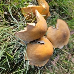 Unverified Fungus at Jacka, ACT - 16 May 2024 by Jiggy