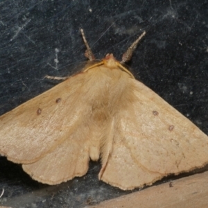 Anthela acuta at WendyM's farm at Freshwater Ck. - 20 Oct 2023