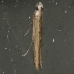 Batrachedra (genus) (The single genus of family Batrachedridae) at Freshwater Creek, VIC - 20 Oct 2023 by WendyEM