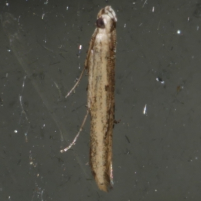 Unidentified Curved-horn moth (all Gelechioidea except Oecophoridae) at WendyM's farm at Freshwater Ck. - 20 Oct 2023 by WendyEM