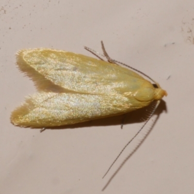 Aeolothapsa malacella (A Concealer moth) at Freshwater Creek, VIC - 20 Oct 2023 by WendyEM